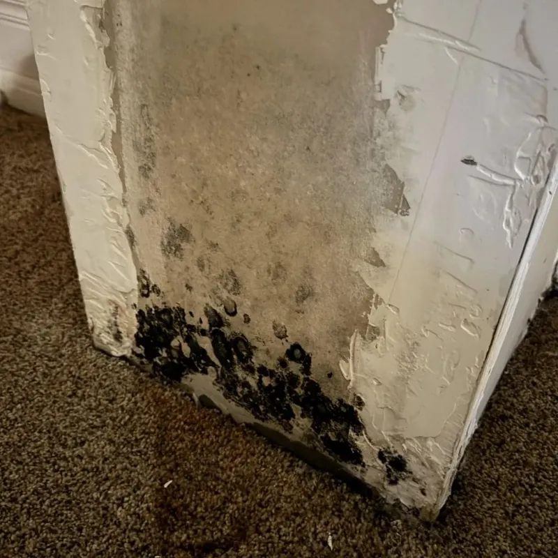 Professional Mold Removal in Appleton, WI